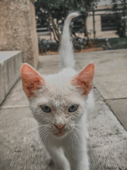 Close-Up Shot of a White Cat Walking