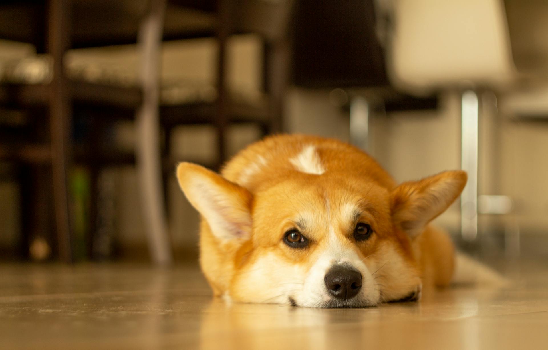 Close-Up Shot of a Corgi Lying on the Floor