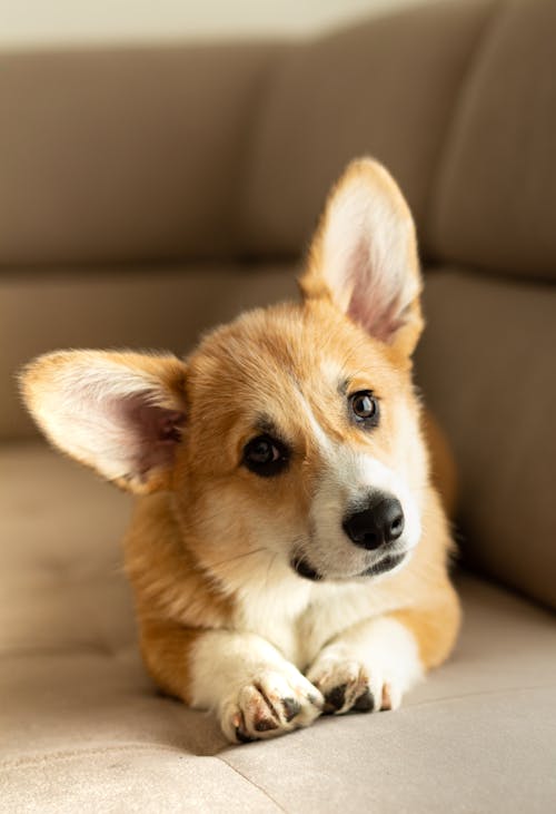 Close-Up Shot of a Corgi Lying on the Sofa