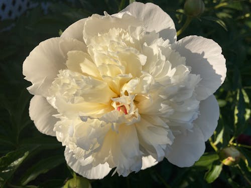 Foto profissional grátis de beleza na natureza, branco, flor