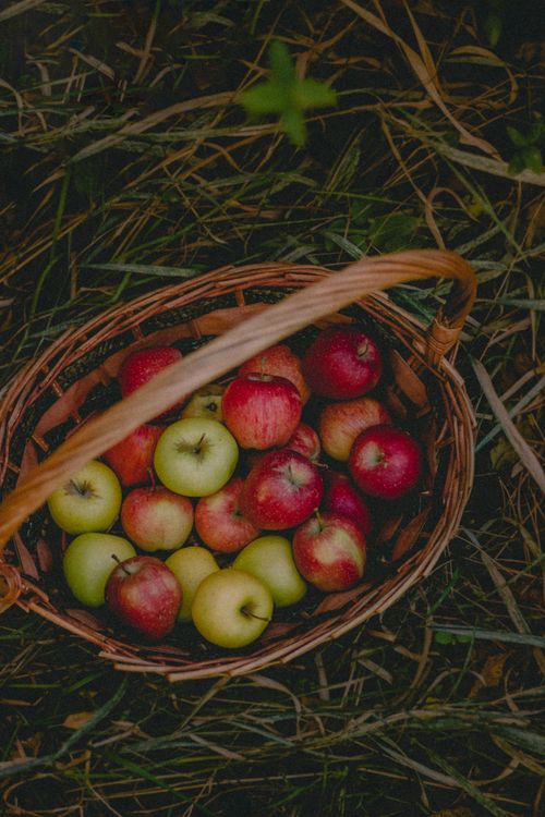 Free A vibrant collection of freshly harvested apples in a woven basket placed on grass, showcasing the essence of fall. Stock Photo