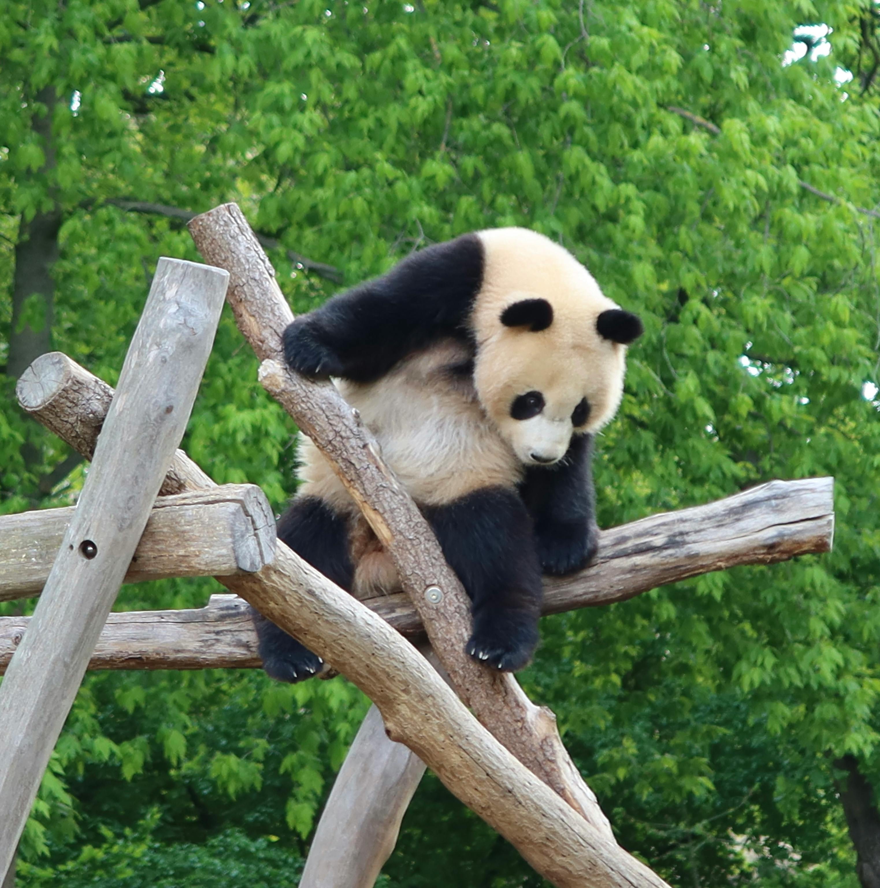 panda sitting