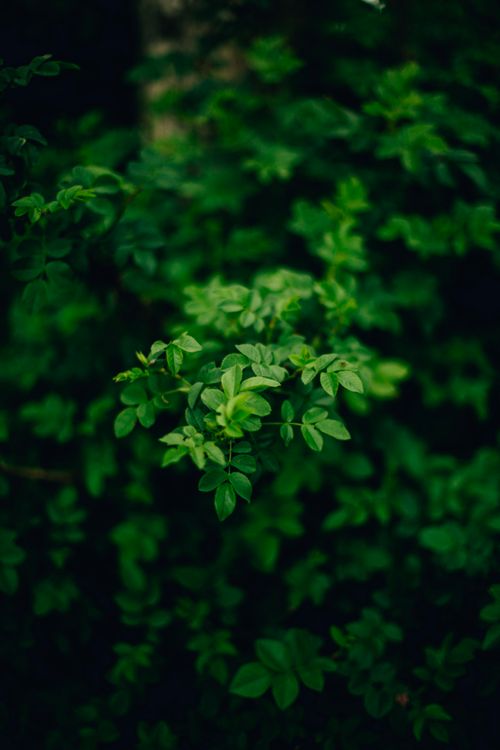 Free A detailed close-up of lush green leaves in natural setting, perfect for botanical themes. Stock Photo