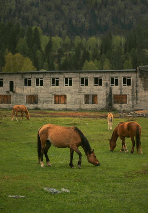 Horses Grazing on a Green Field 
