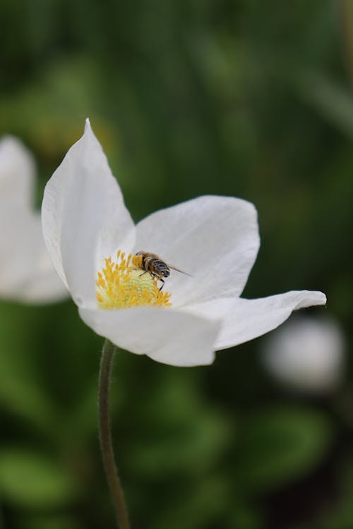 Close-Up Shot of a Bee on a White Flower