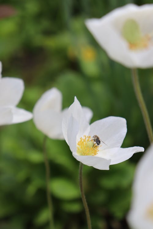 Foto stok gratis bunga putih, kelopak, latar belakang blur