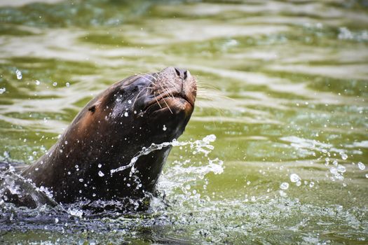 Lively sea lion enjoying a swim, splashing water playfully outdoors.