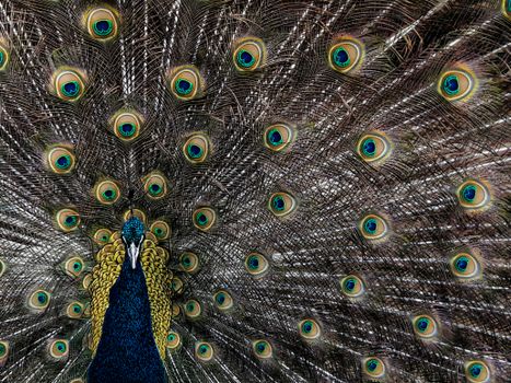 peacock photo