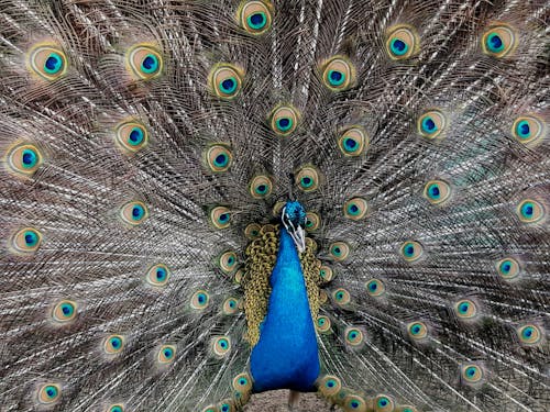 Close-Up Shot of a Dancing Peacock