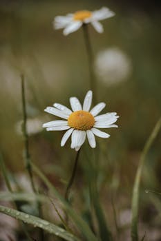 A detailed shot of a fresh chamomile flower with dewdrops, embodying natural beauty.