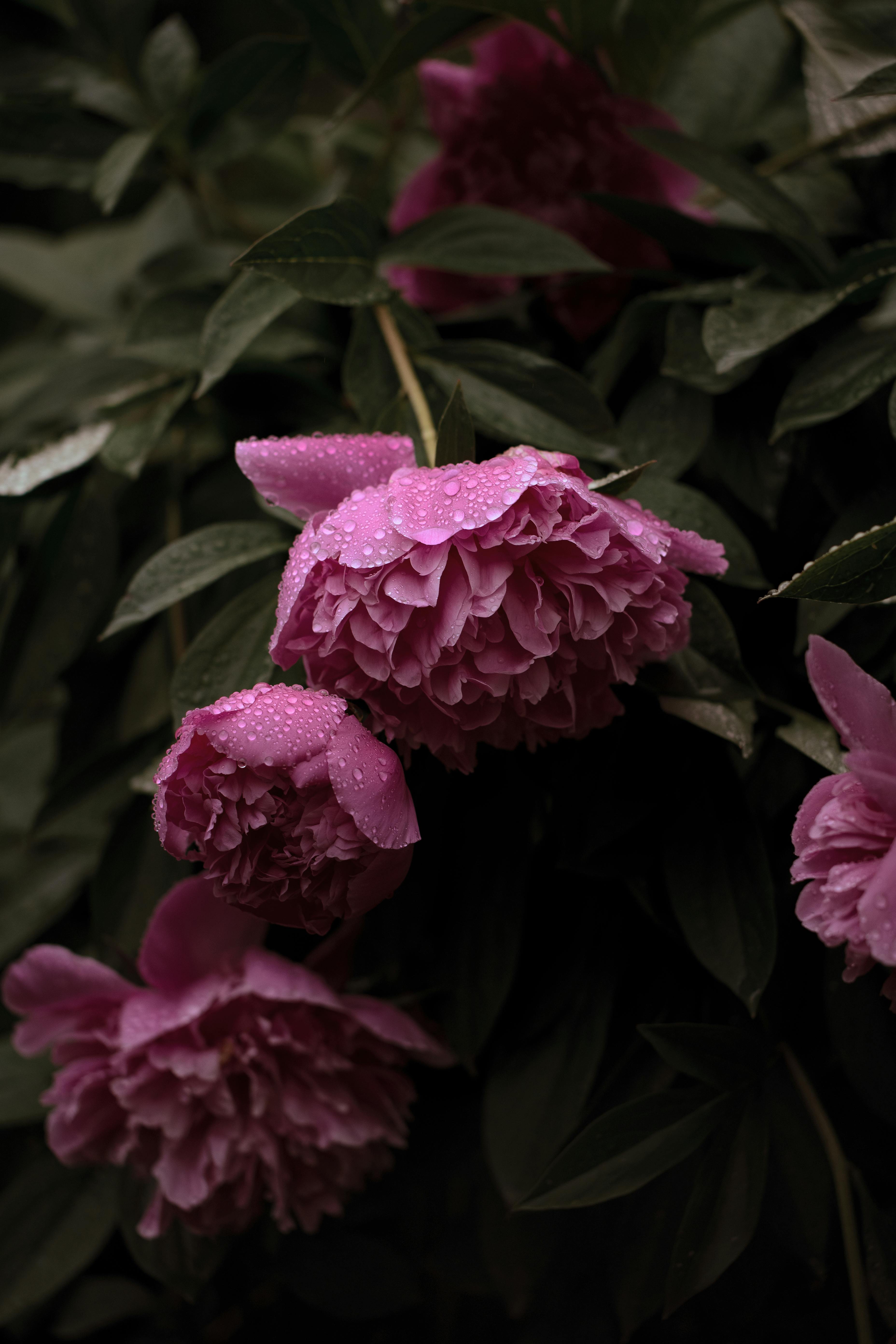Elegant purple peonies with dew, capturing the beauty of nature's flora.