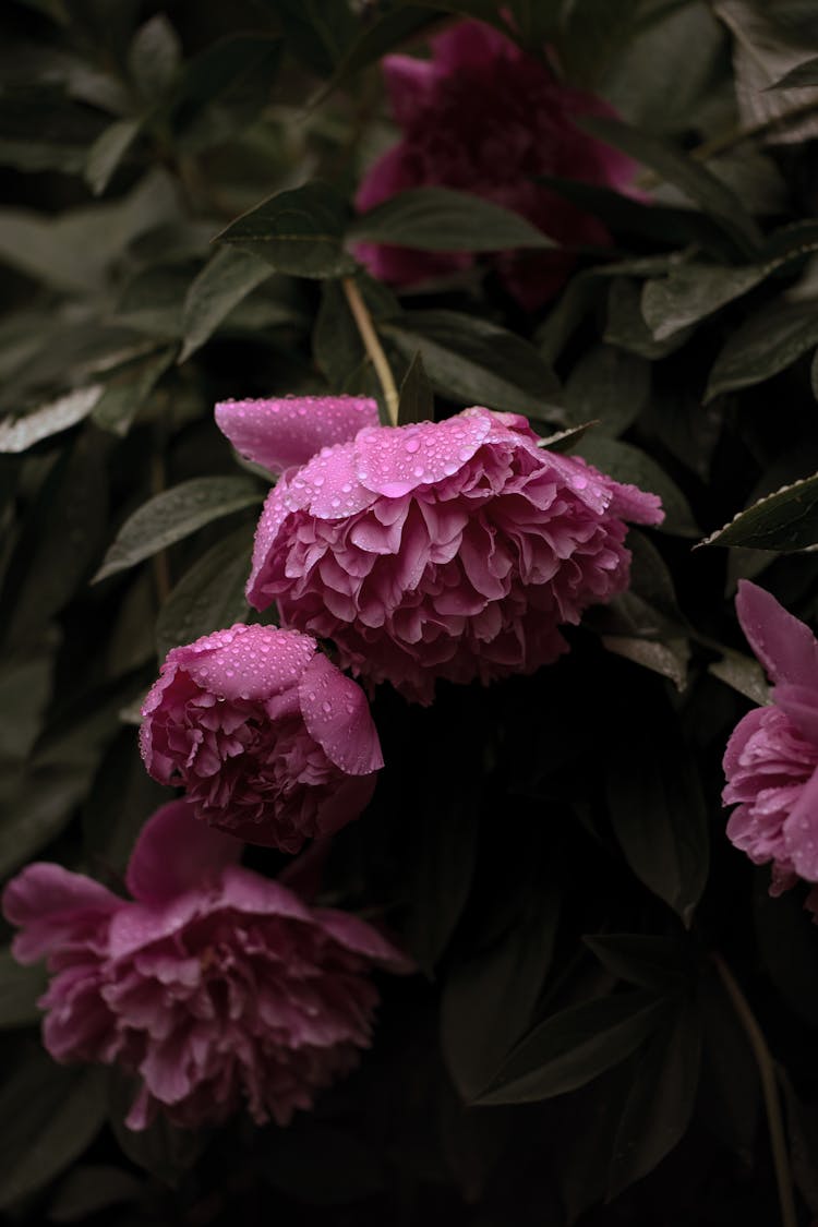 Close-Up Shot Of Purple Peonies In Bloom