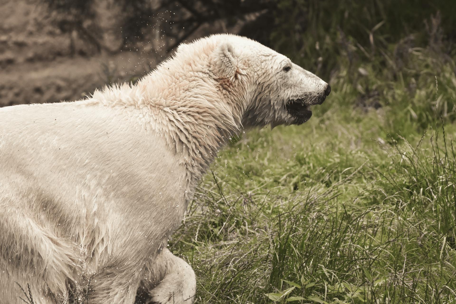 A Wet White Polar Bear