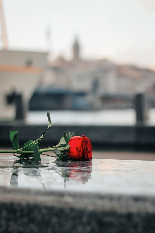 Free A vibrant red rose lies on a wet concrete surface, with an urban landscape blurred in the background. Stock Photo