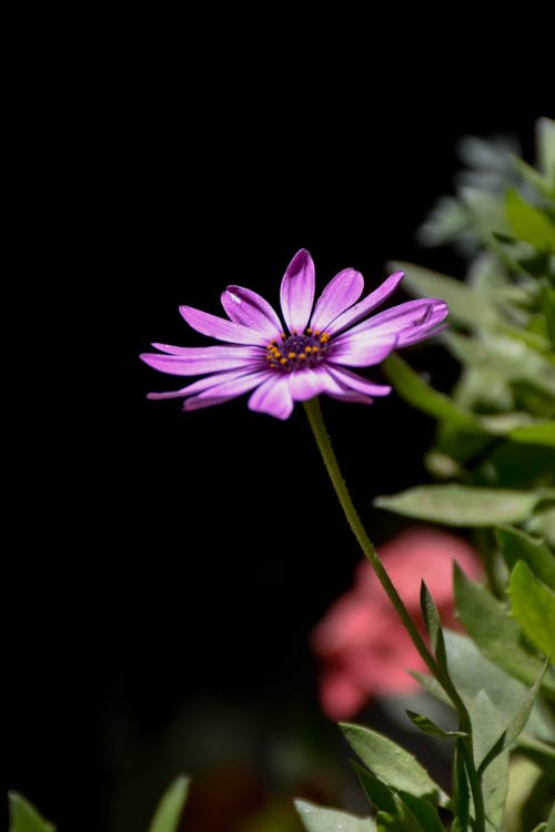 Close-Up Shot of a Purple Flower in Bloom