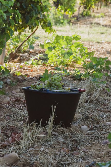 A harvest bucket filled with green grapes in a sunny vineyard, ready for wine-making.