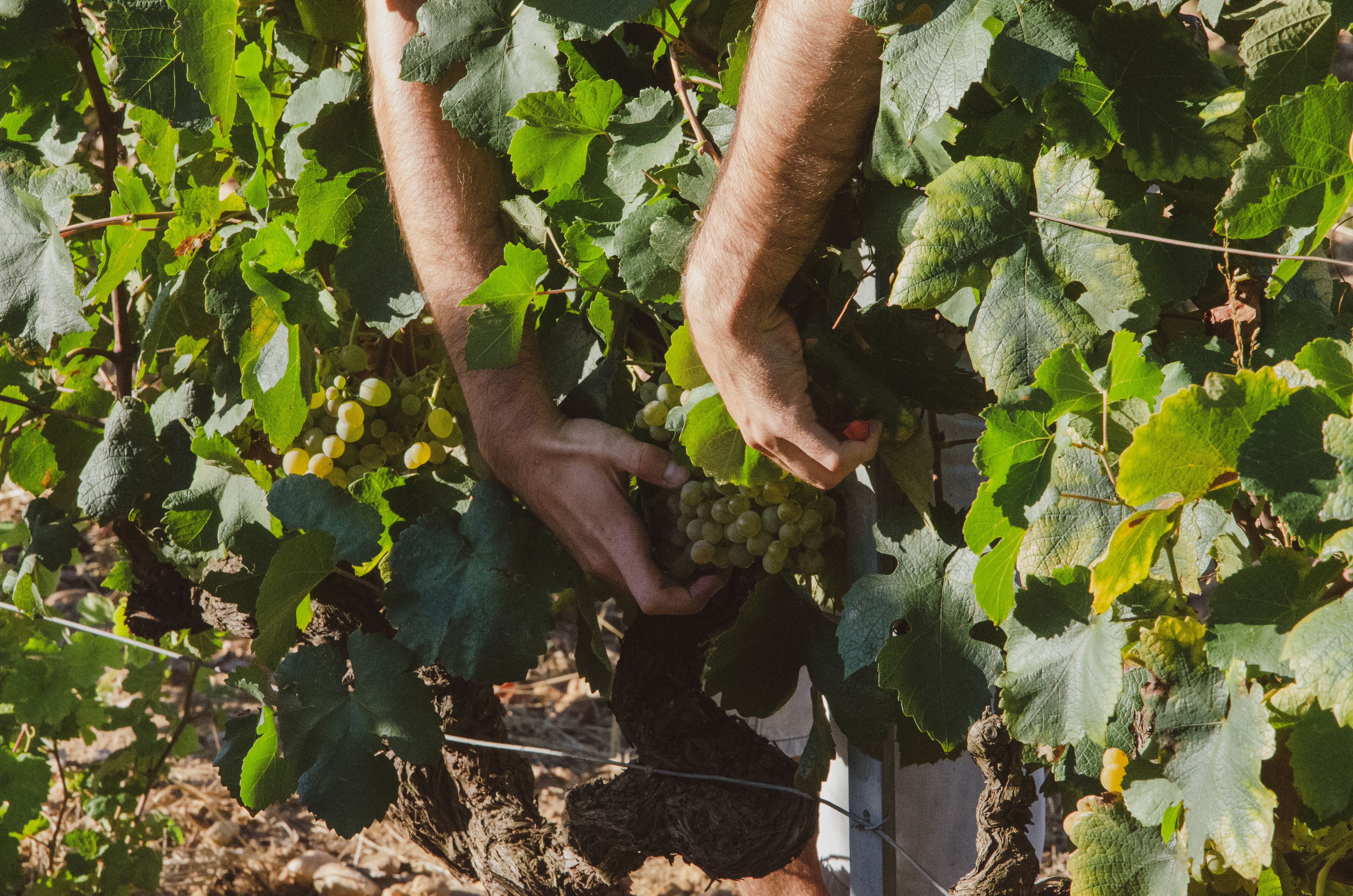 Farmer's hands carefully picking ripe grapes from a lush vineyard.