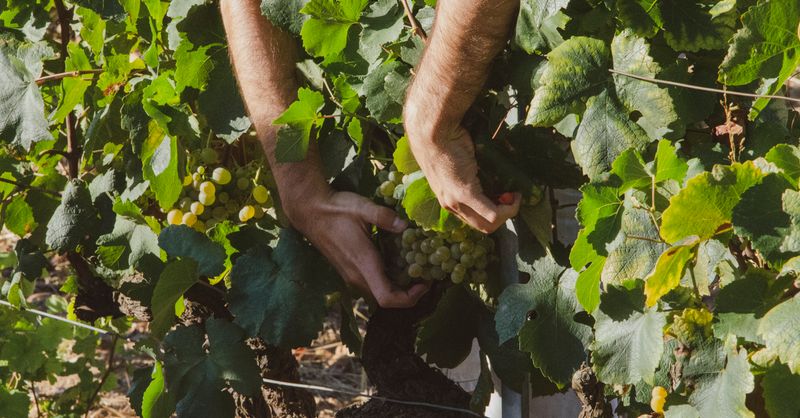 Vendanges 2026 : dates par région, pourquoi si tôt et si peu
