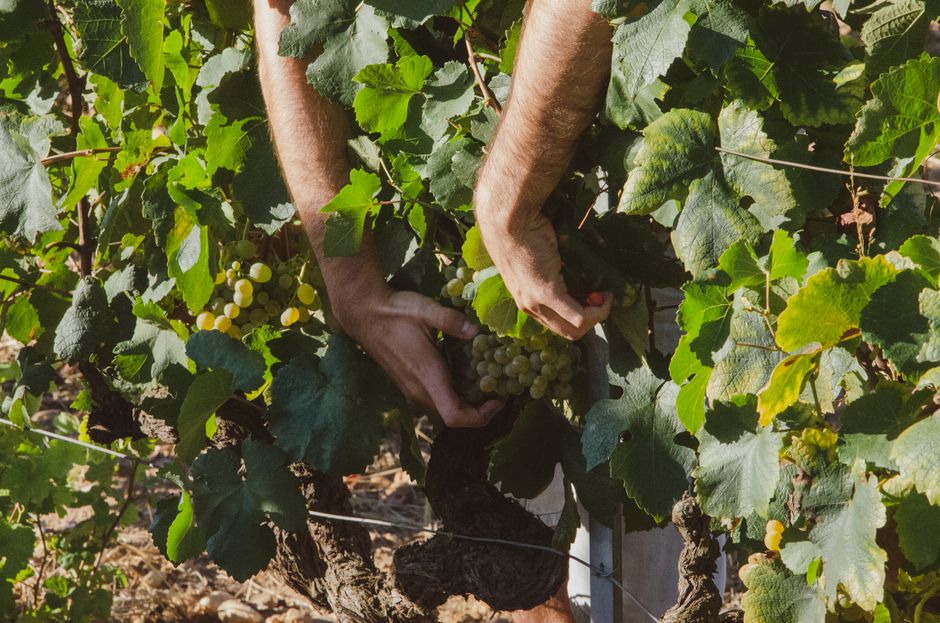 Farmer's hands carefully picking ripe grapes from a lush vineyard.