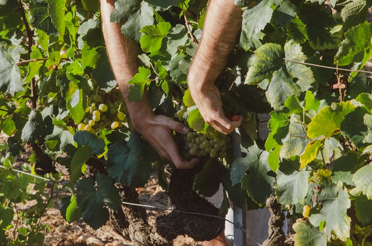 A Person Harvesting Grapes