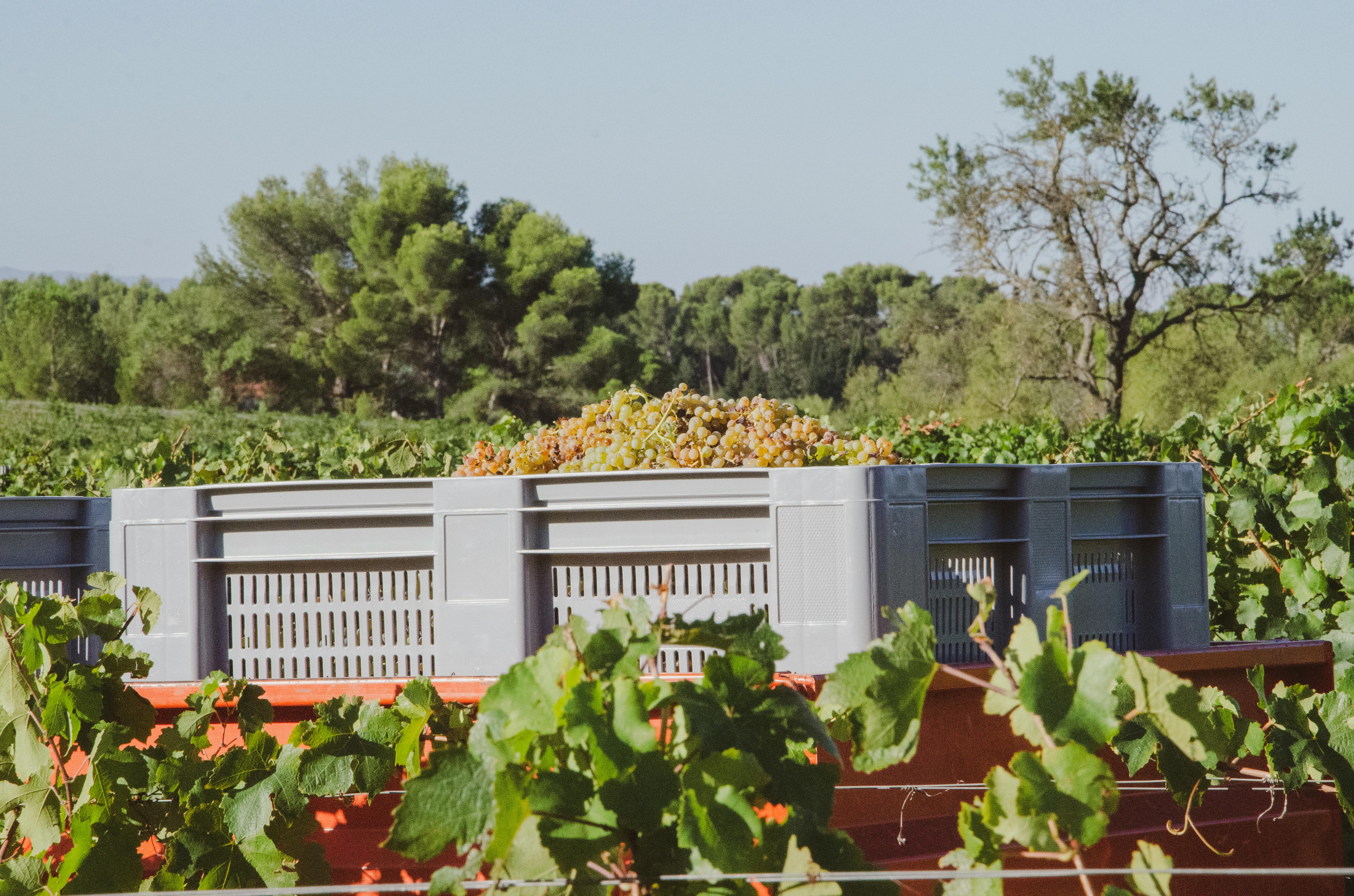 Crates filled with harvested grapes in a sunlit vineyard, surrounded by lush green vines.