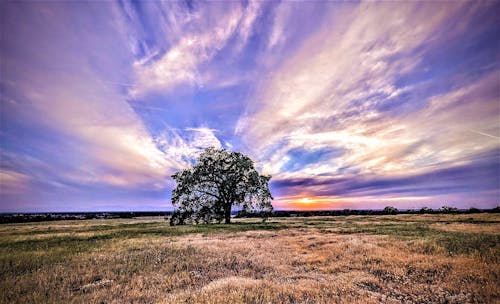 Free stock photo of field, oak tree, sky