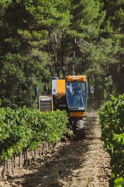A grape harvester machine operating in a lush vineyard under clear skies.