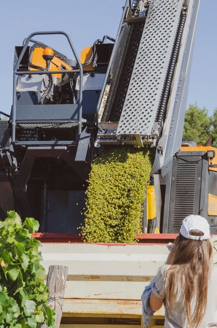 A woman watches grapes being collected by a modern vineyard harvesting machine on a sunny day.