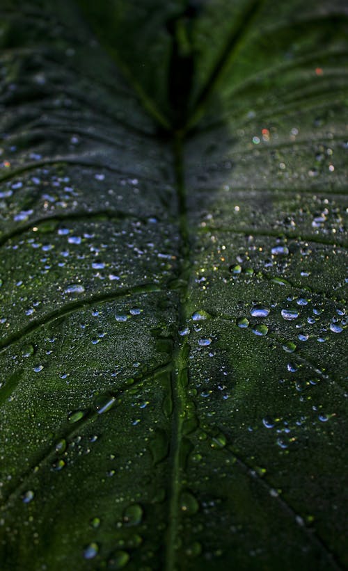 Close-Up Shot of Dewdrops on a Leaf