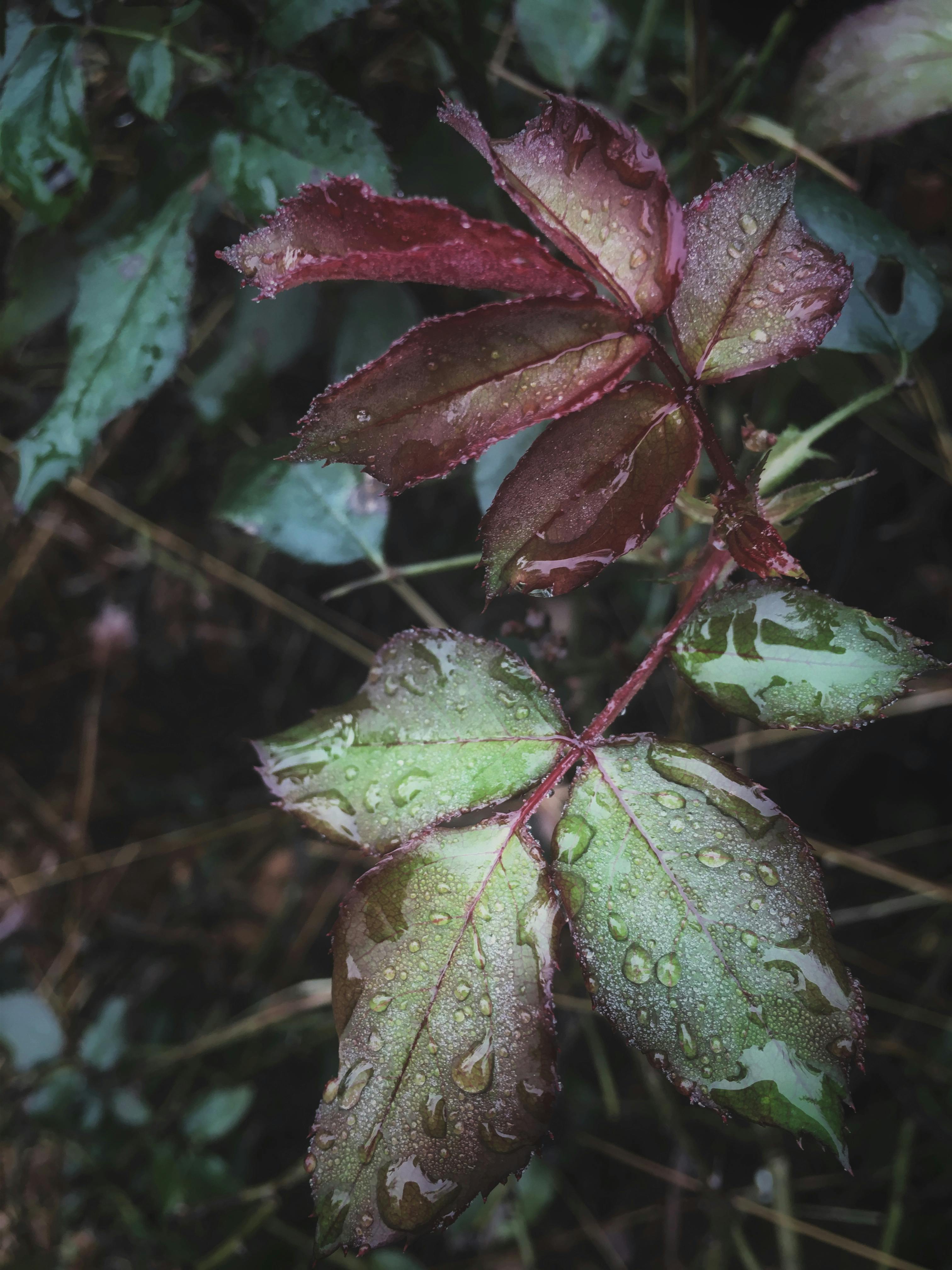 自然户外环境中，新鲜雨水浸湿的树叶特写镜头