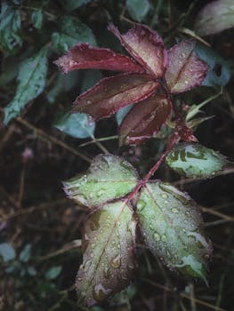 自然户外环境中，新鲜雨水浸湿的树叶特写镜头