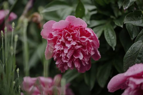 Free Detailed close-up of a vibrant pink peony flower in a garden, capturing its full bloom with dew drops. Stock Photo