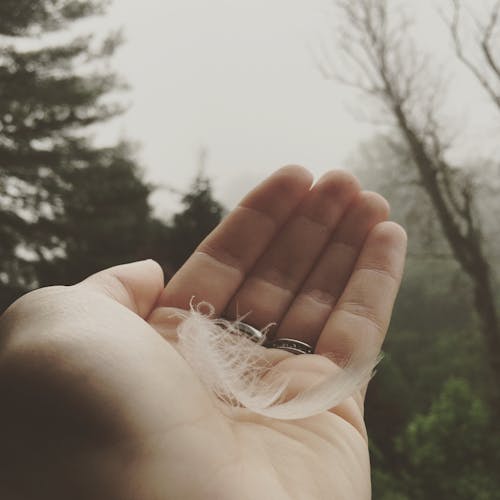 Persona Che Tiene Piuma Bianca Vicino Alberi Sotto Il Cielo Nuvoloso