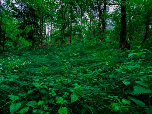 Free stock photo of beautiful nature, dark background, dark forest wallpaper