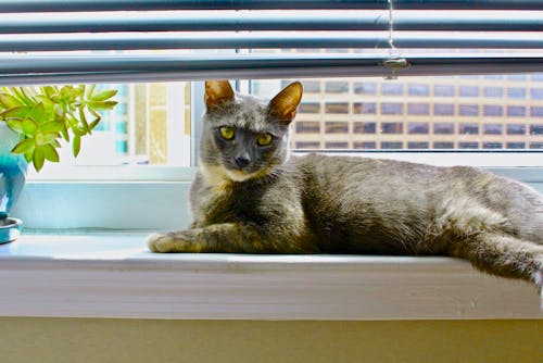 Cat Lying on the Windowsill 