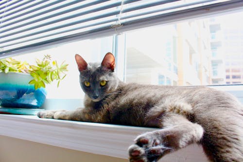 Free Russian Blue Cat Lying on Window Stock Photo