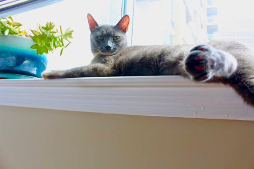 Cat Lying on a Windowsill 