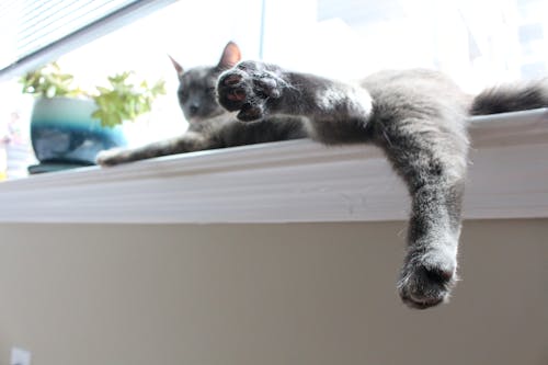 Free Grey Cat on White Window Stock Photo