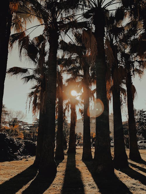 Darmowe zdjęcie z galerii z natura, palmy, pionowy strzał