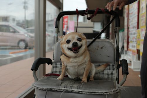 Brown Chihuahua on Stroller