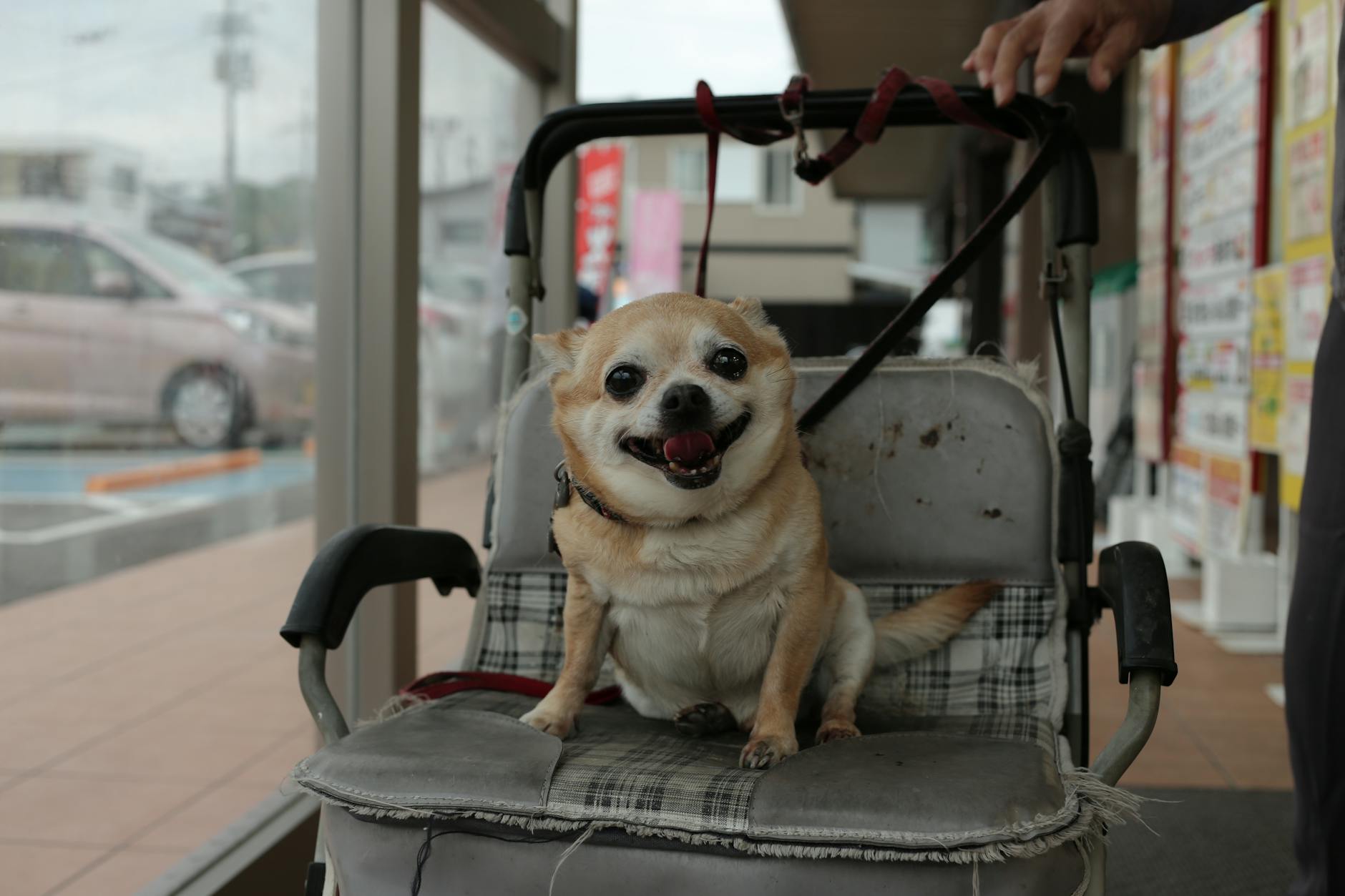 https://www.pexels.com/photo/brown-chihuahua-on-stroller-8165509/