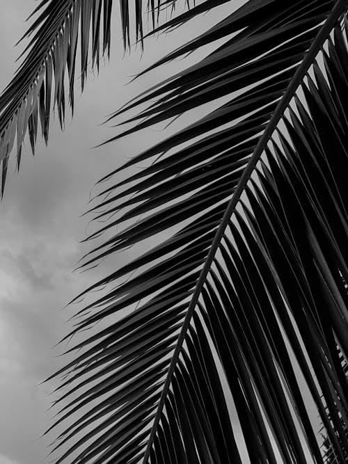 Grayscale Photo of Palm Leaves