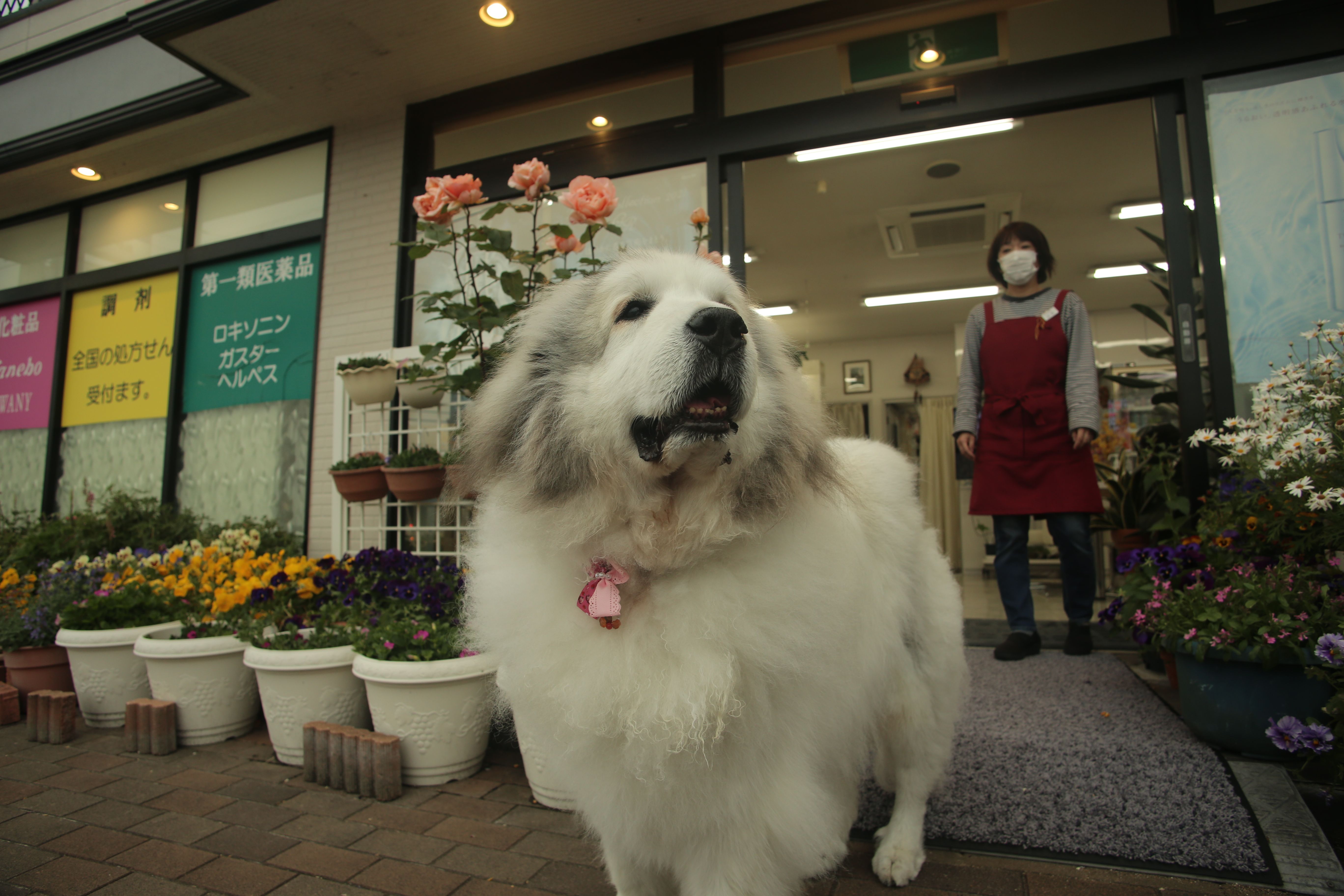 Pet Shops Near Me In Toledo: Responsible Buying Guide