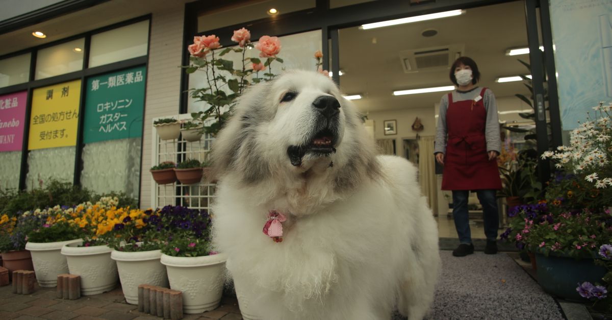 如何選擇新世代寵物用品專賣店?Gurupet帶你安心生活