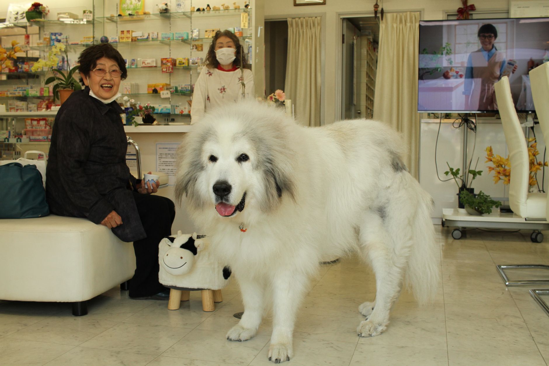 Great Pyrenees dog with Asian women in an indoor clinic