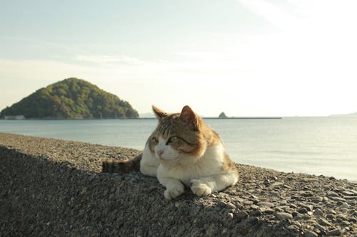 Free Orange and White Tabby Cat Sitting on Gray Concrete Pavement Near Body of Water Stock Photo