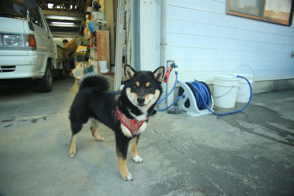 赤いバンダナを装着した魅力的な柴犬が、車両や器具があるガレージで立っています。