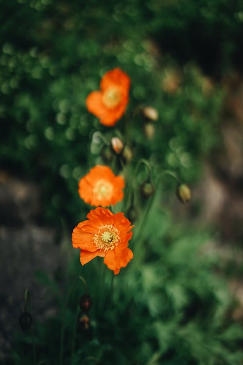 Orange Flower In Shallow Focus