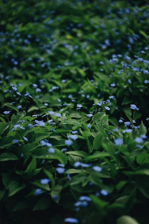 Green Plants With Blue Flowers