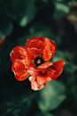 Red Flower in Tilt Shift Lens